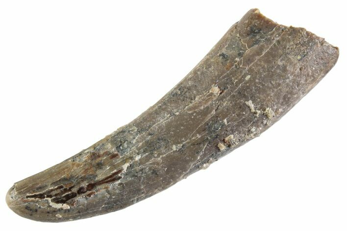 Fossil Pterosaur (Siroccopteryx) Tooth - Morocco #359976
